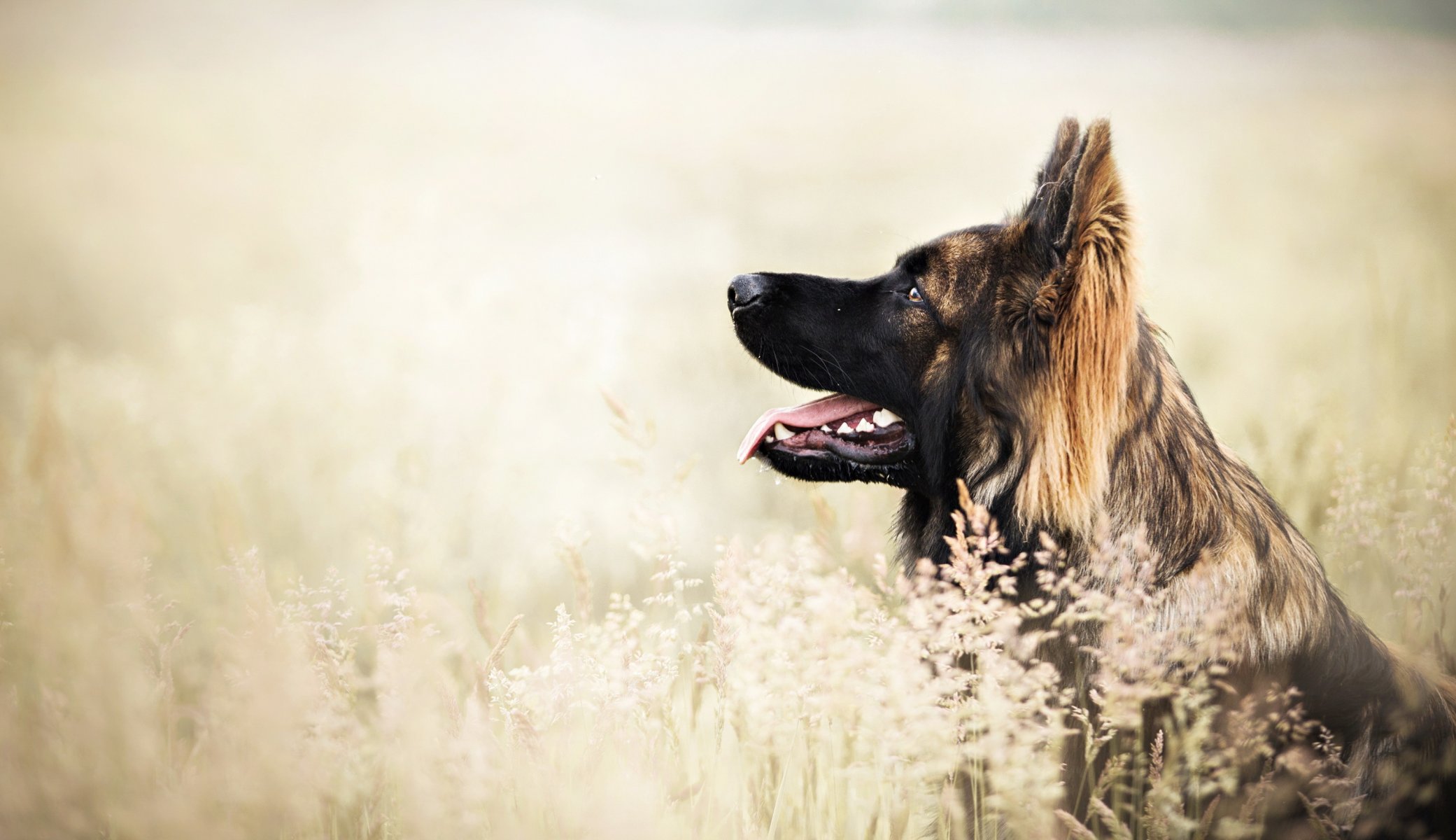 Взыскание ущерба при укусе собаки в Белебее
